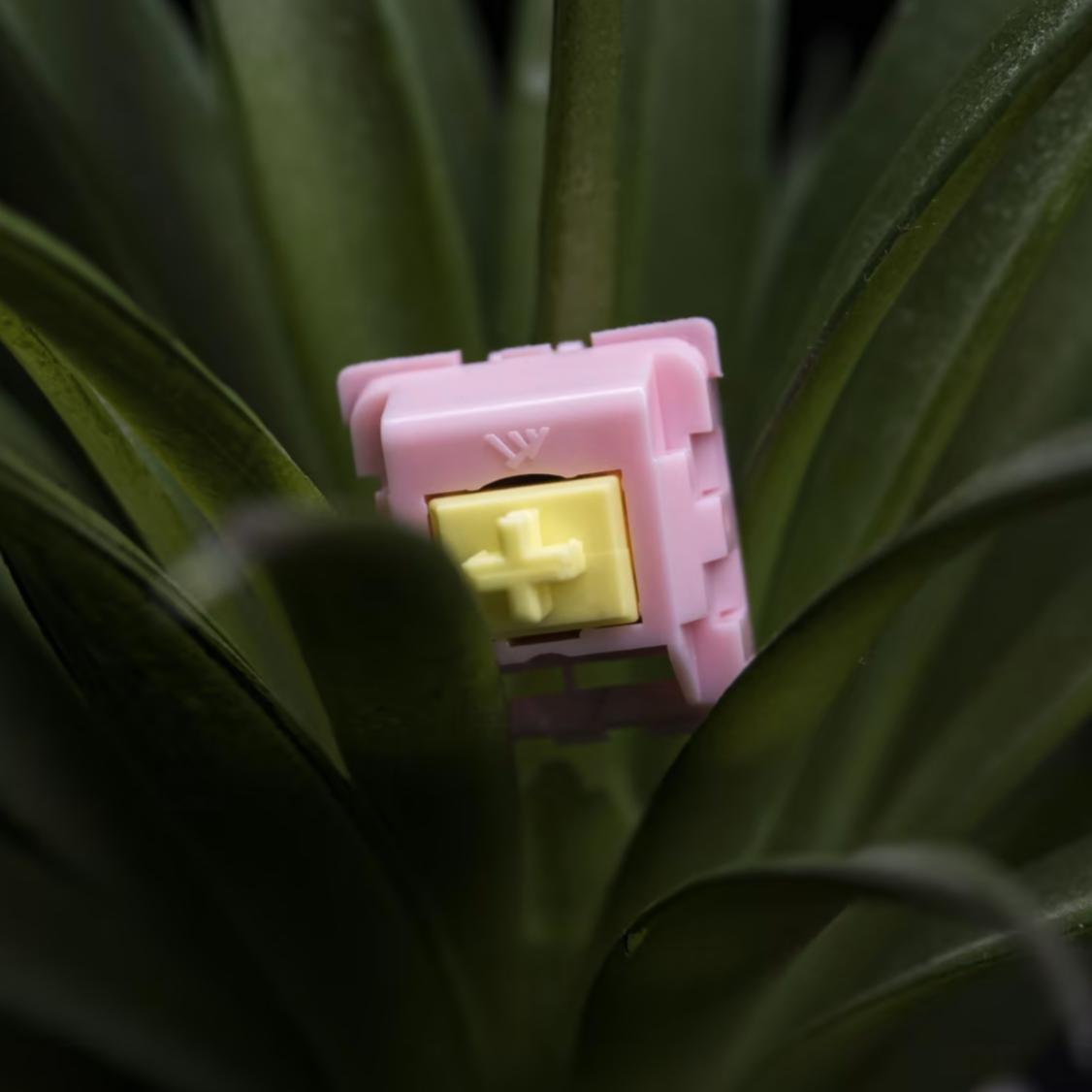 Content KTT Peach switch (Linear)